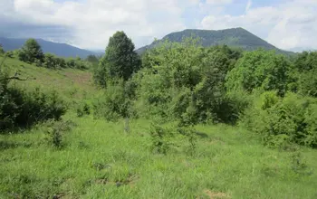 Auction image Парцел (ПИ, УПИ, двор)