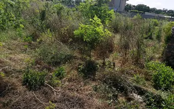 Auction image Land for building