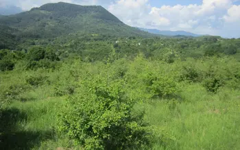 Auction image Land for building