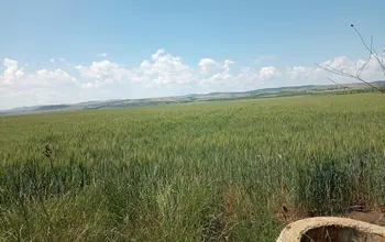 Auction image Farmland