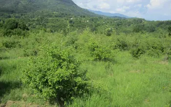 Auction image Land for building