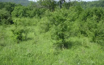 Auction image Land for building