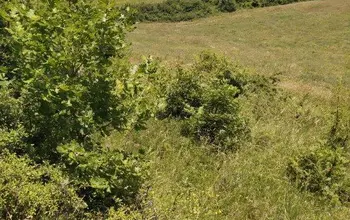 Auction image Farmland