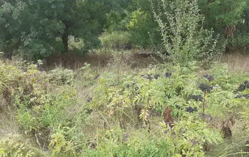 Auction image Land for building