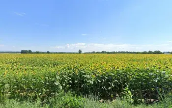 Auction image Земеделска земя/имот, ферма, парник/оранжерия