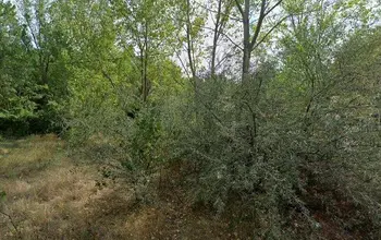 Auction image Woodland