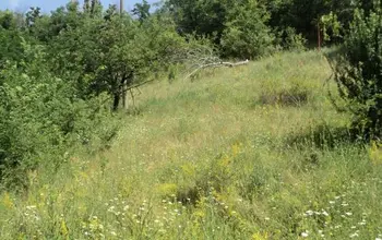 Auction image Farmland