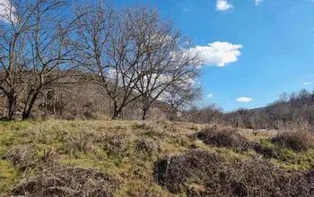 Auction image Woodland