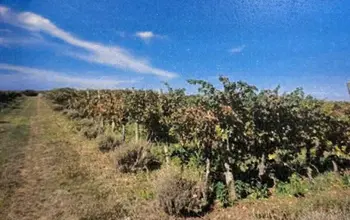 Auction image Farmland