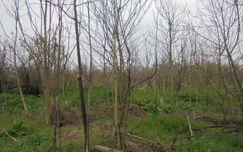 Auction image Land for building