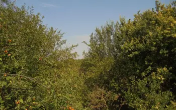 Auction image Land for building