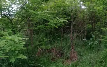 Auction image Land for building