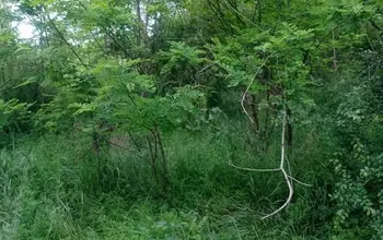 Auction image Land for building