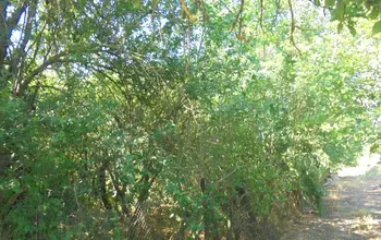 Auction image Land for building
