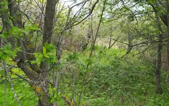 Auction image Land for building