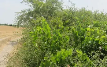 Farmland