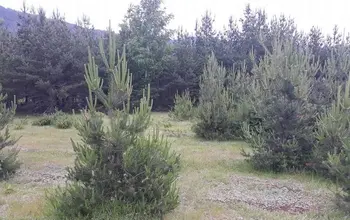 Auction image Land for building