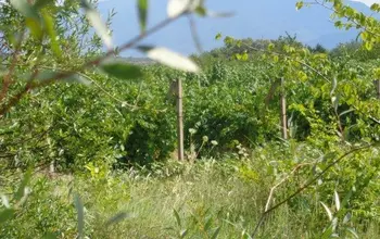 Auction image Farmland