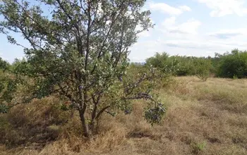 Auction image Farmland