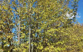 Auction image Land for building