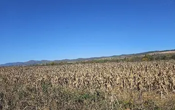 Auction image Земеделска земя/имот, ферма, парник/оранжерия