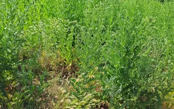 Auction image Land for building