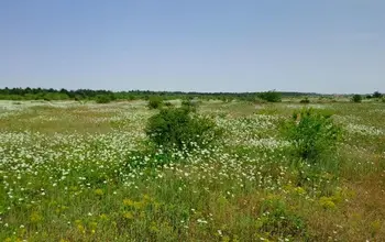 Auction image Парцел (ПИ, УПИ, двор)